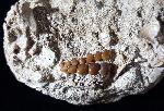 Phacodus punctatus (DIXON 1850) - Bild © FossNet FossilienStore